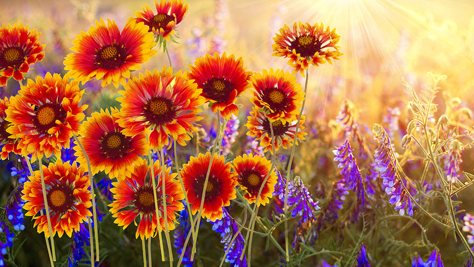 Illustration of vibrant orange, yellow and purple flowers in sunlight